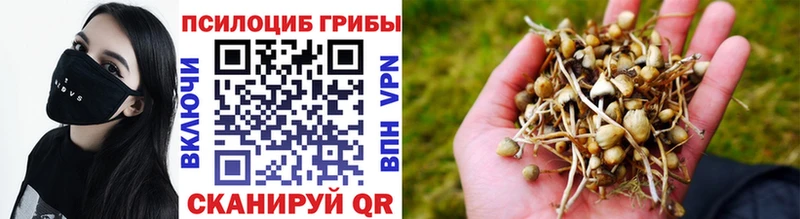 mega как войти Всеволожск Псилоцибиновые грибы ЛСД хочу