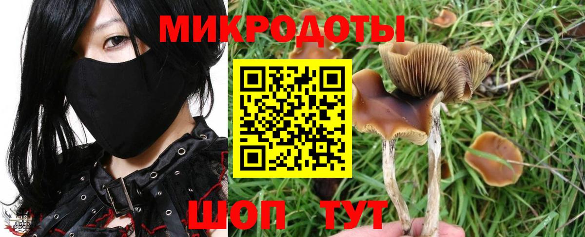 Галлюциногенные грибы Psilocybine cubensis  Всеволожск 